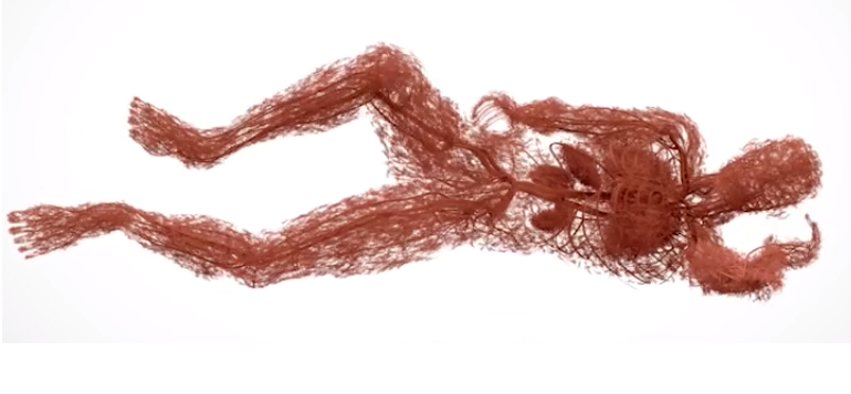 血管・毛細血管の全身図