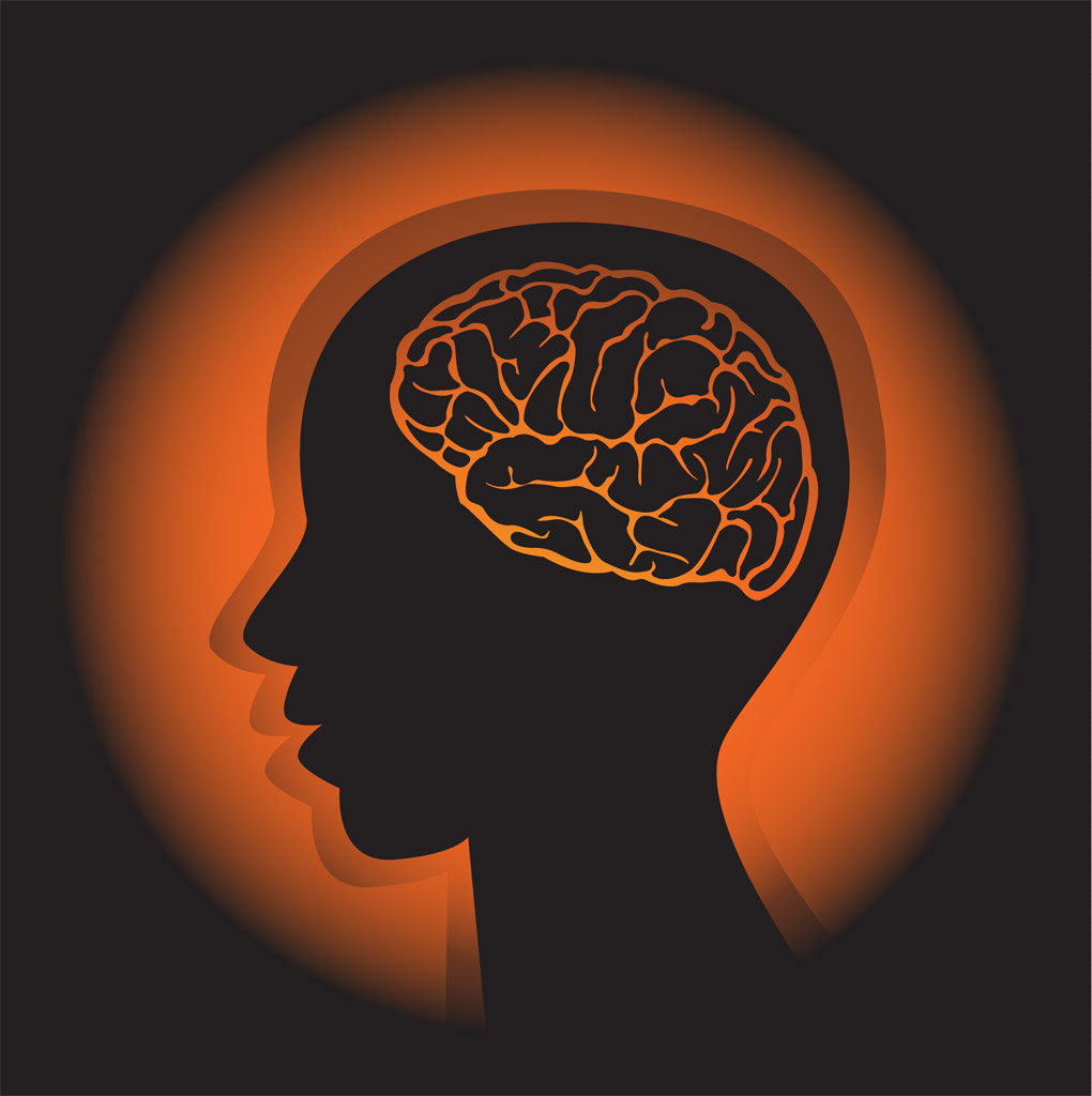 記憶は海馬から大脳皮質へ移動し定着