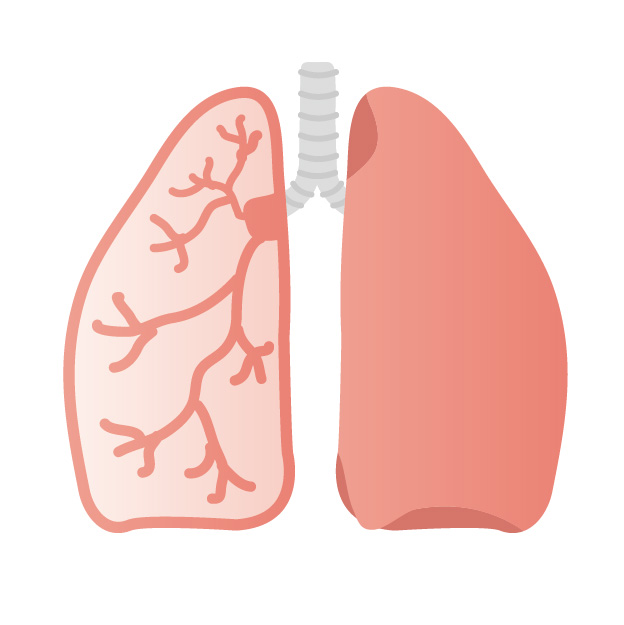 肺内細菌のバランスが大切　喘息・肺線維症・COPDを予防