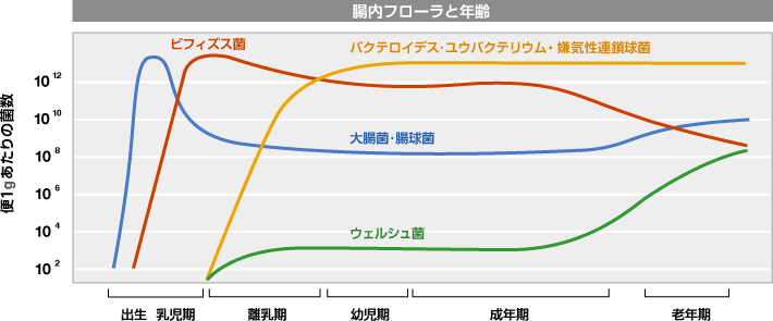 光岡知足腸内フローラグラフ