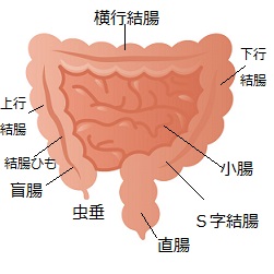腸管マッサージ療法の方法