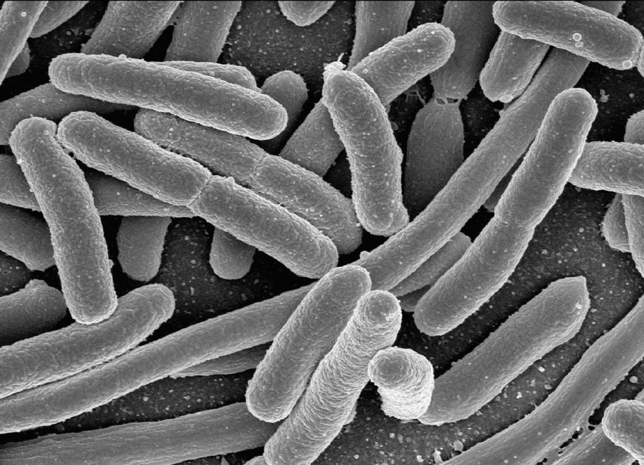悪玉菌は発がん物質を産生する